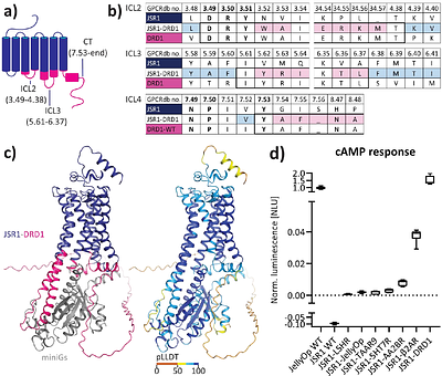 Photoswitchable optoGPCRs for reversible control of Gs and arrestin signalling