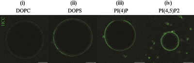 Anionic Phospholipids Modulate Hepatitis C Virus Core Protein Assembly on Lipid Membranes