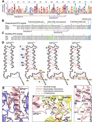 Multilevel engineering of cyanobacterial energy metabolism advances photosynthetic hydrogen production while revealing its constraints