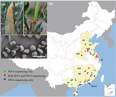 Corn rust population genomics reveals a cryptic virulent group and adaptive effectorome