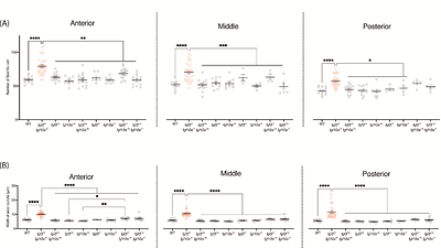 Fgf3 and Fgf10a regulate neuronal fasciculation through Schwann cell proliferation and infiltration in zebrafish posterior lateral line