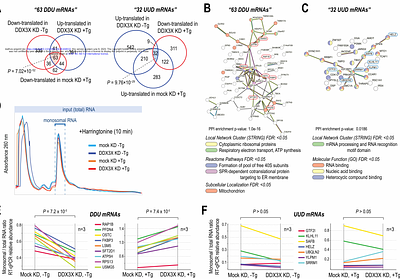 DDX3X acts as a selective dual switch regulator of mRNA translation in acute ER stress