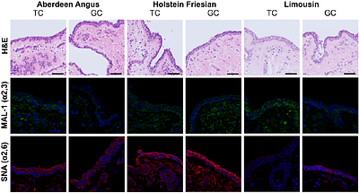 Infection of the bovine mammary gland by avian H5N1 subclade 2.3.4.4b influenza viruses