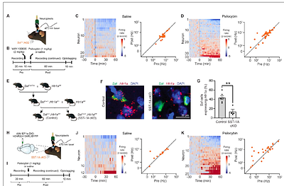 Psilocybin reshapes cortical inhibition through selective interneuron recruitment