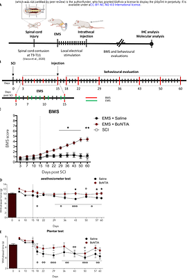 A Translational Preclinical Strategy for Chronic Spinal Cord Injury: Neuroprotective and Regenerative Potential of Botulinum Neurotoxin Type A combined with Muscle Atrophy Prevention via Electrostimulation