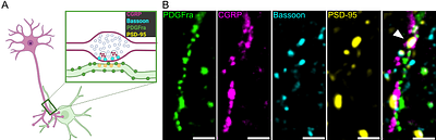 Structural Components for Calcitonin Gene-Related Peptide Signaling to Oligodendrocyte Precursor Cells