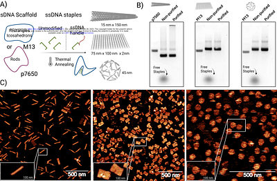 Topology Determines DNA Origami Diffusion in Intestinal Mucus