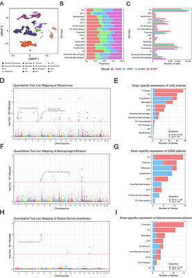 A Cross-Species Systems Genetics Framework Identifies Causal Genes in Diabetic Nephropathy