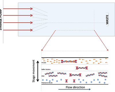 Interactions of the Escherichia coli SMC-like RecN protein with different forms of DNA revealed at the single-molecule level using optical tweezers