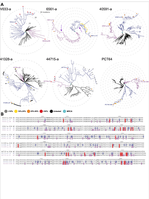 Env-antibody coevolution identifies B cell priming as the principal bottleneck to HIV-1 V2 apex broadly neutralizing antibody development