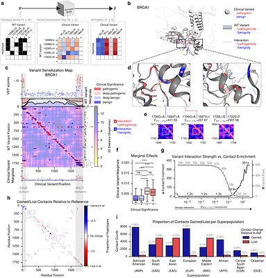 Genetic background shapes AI-predicted variant effects