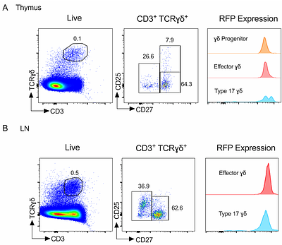 Contrasting roles for IKK regulated inflammatory signalling pathways for development and maintenance of type 1 and adaptive γδ T cells