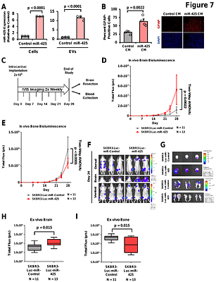 Extracellular vesicle-derived miR-425-5p (miR-425) activates astrocytes in the brain to promote breast cancer brain metastasis via the novel miR-425-ZNF24-CCL8 signaling axis